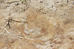 三田炭獣アミノドンの足跡の化石