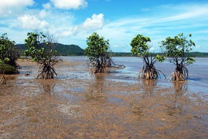 11 higata mangrove.jpg