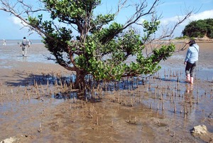 12 mangrove mayapushiki.jpg