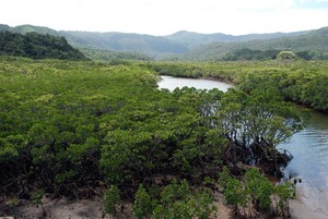 3 mangrove keshiki.jpg