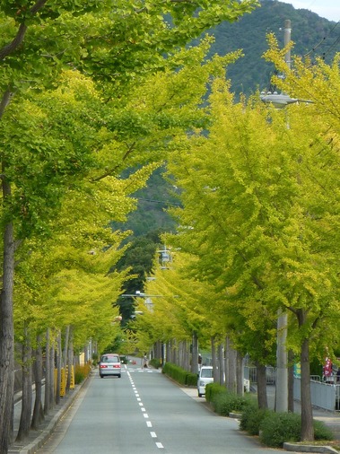 神戸市北区のイチョウ並木