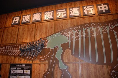産出化石の展示