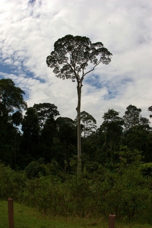 メンガリスの木　7,80mの高さがあります