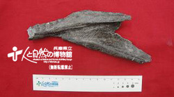 竜脚類下顎の化石