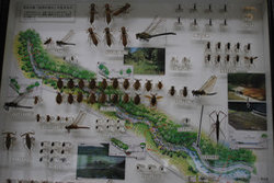 深田公園「自然の流れ」の生きもののサムネール画像のサムネール画像のサムネール画像