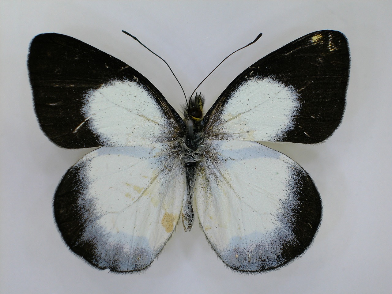 https://www.hitohaku.jp/material/l-material/butterfly-wing/2-pieridae/B1-270078_A.jpg