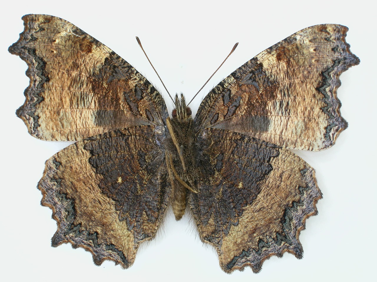 https://www.hitohaku.jp/material/l-material/butterfly-wing/3-nymphalidae/B1-34266_B.jpg